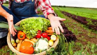 农产品 连接土地与餐桌的生命线